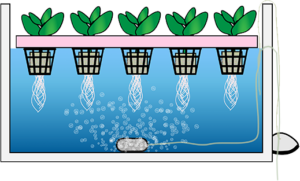 Water Culture for a Great Humanity